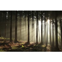 Romeo Delogu - Fall Sunrise In Forest III