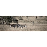 Zebra - Savannah Lunch Time