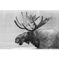 Moose - Quick Bath to Start With