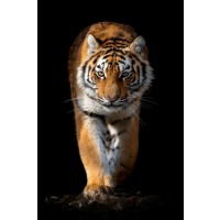 Tiger - Out of the Dark