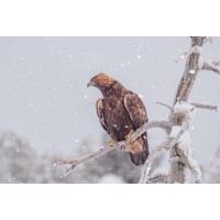 Bird - Chilling On Snowy Branch
