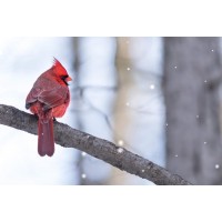 Bird - Cardinal On Tree Witih Snowy Background
