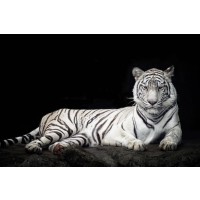 Tiger - Bleached Bengal - White Out of the Dark II
