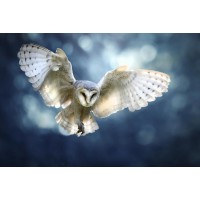 Owl - Flying High
