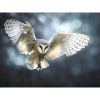Owl - Flying High