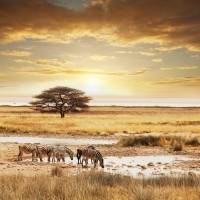 Zebras - Drink Break in the Savannah