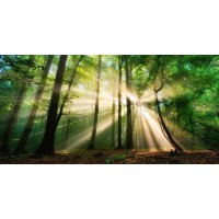 Theodor Climacus - Spring Green Glowing Sunset