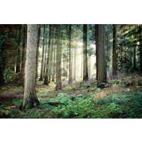 Romeo Delogu - Spring Sunrise In Forest III
