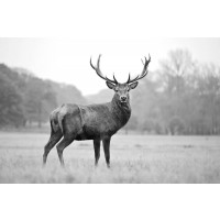 Deer - Proud