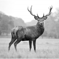 Deer - Proud