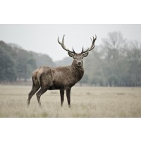 Deer - Proud - Colorized