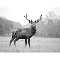 Deer - Proud