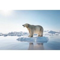 Bear - Having A Ride On Snow 