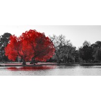 Karina Zampini - Lone Tree In Red V