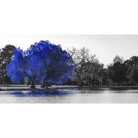 Karina Zampini - Lone Tree In Blue V