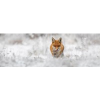 Fox - Lips Licking