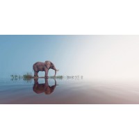 Elephant - Look Ahead