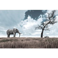 Elephant - Staring Contest - Colorized