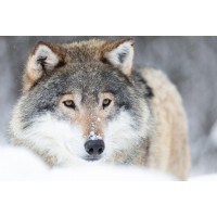 Wolf - Straight Out of Bed