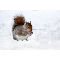 Squirrel - Having A Snack