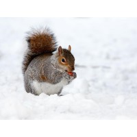 Squirrel - Having A Snack