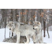Wolf - Disturbed
