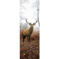 Deer - In The Wild