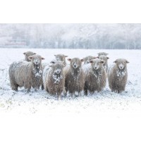 Sheep - On Winter Field