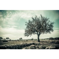 Karina Zampini - Lone Tree