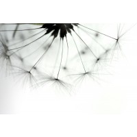 Torhild Adrijana - Half Dandelion