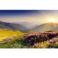 Alan Tully - Purple Flowers Sunrise