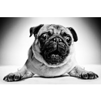 Dog - Pug - Easy Life