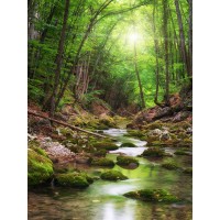 Renée Pehr - Forest River I