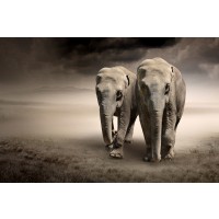 Elephants