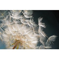 Torhild Adrijana - Dandelion - Losing It