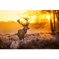 Caribou - Deer Sunset