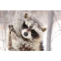 Raccoon - Don't Lose Your Grip