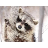 Raccoon - Don't Lose Your Grip
