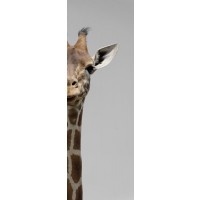 Giraffe - Two Faces