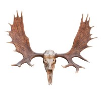 Moose skull