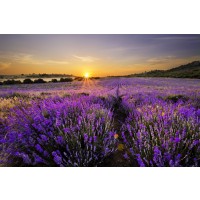 Matt Roots - Lavender Field At Dusk