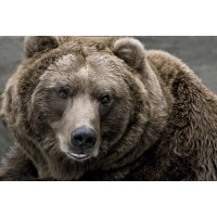 Bear - Distraction