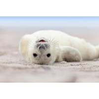 Seal - Having A Bath