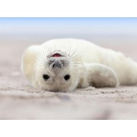 Seal - Having A Bath