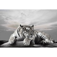 Tiger - Watch - Nice View
