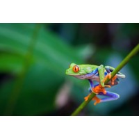 Frog - Preparing for the Big Leap