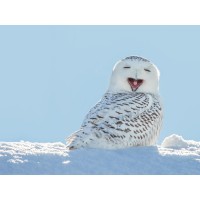 Owl - Having A Laugh On Snow