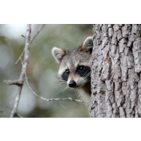 Racoon - Preparing Something