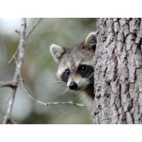 Racoon - Preparing Something