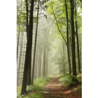 Renée Pehr - Misty Path